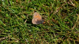 2022-06-11 crezeepolder 138